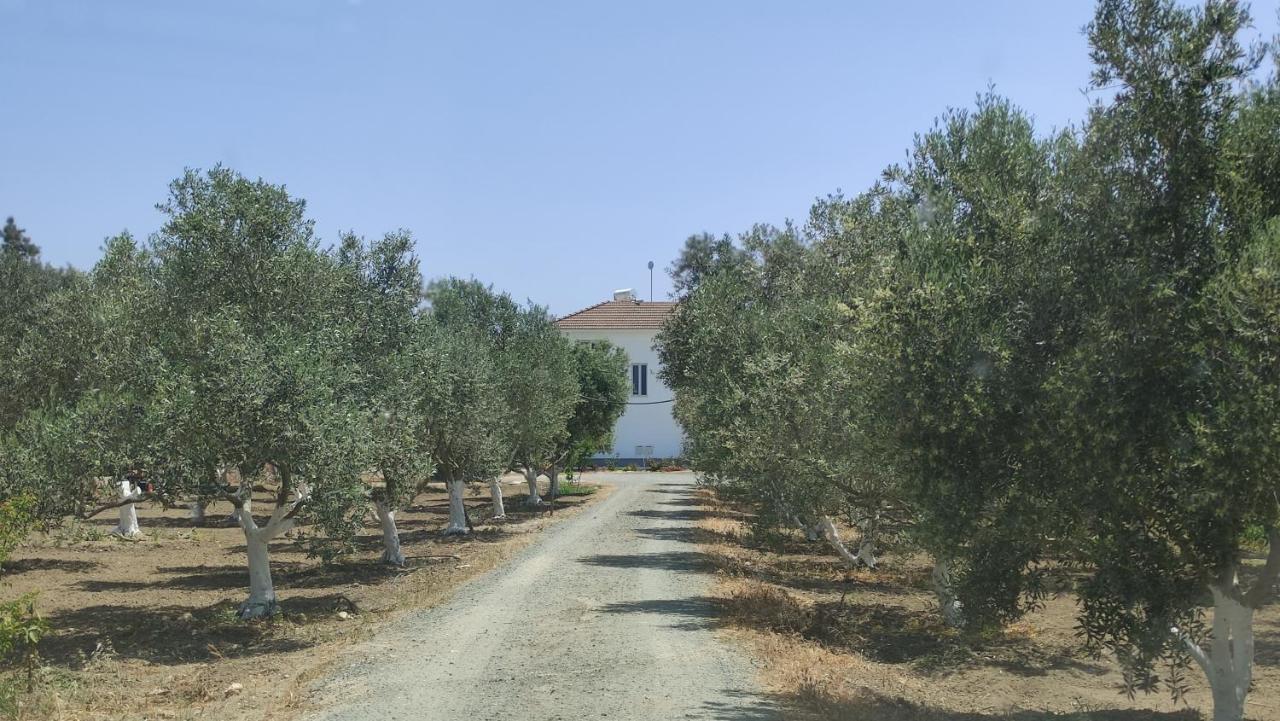 Kiti Village Villa, Cyprus, Salt-Water Pool, 6 Bedrooms, Larnaca エクステリア 写真